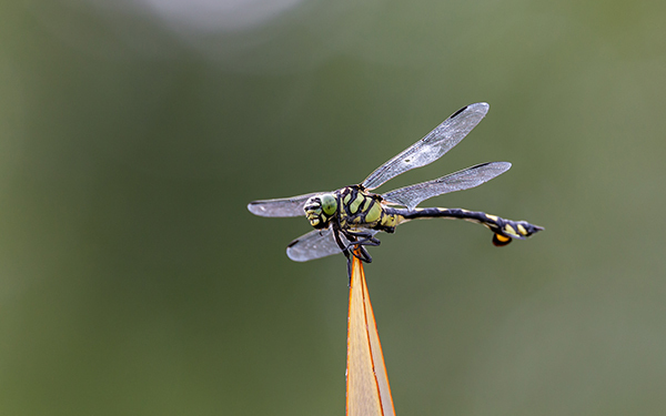 香川照之の昆虫すごいぜ！ 図鑑以上と話題の番組内容まとめ