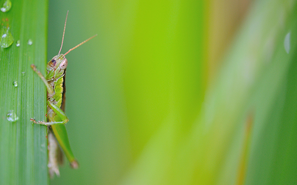 香川照之の昆虫すごいぜ！ 図鑑以上と話題の番組内容まとめ