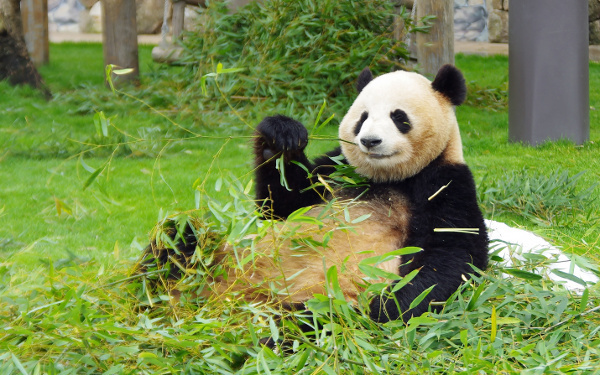 シャンシャンかわいすぎ！上野の赤ちゃんパンダに会う方法