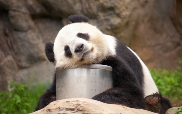 シャンシャンかわいすぎ！上野の赤ちゃんパンダに会う方法