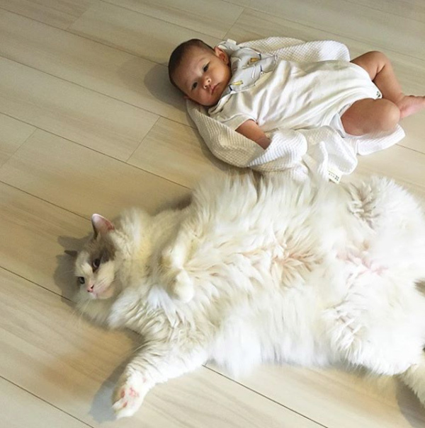 【いぬねこ うちのこ。】フガちゃん（1歳）と猫のムーム ／ムームママさん