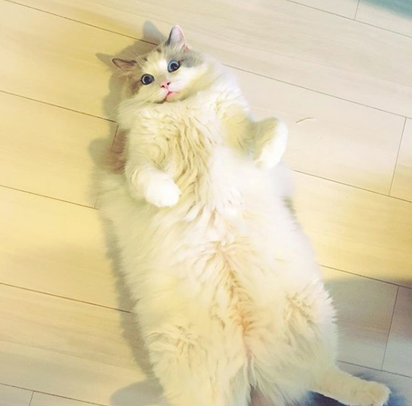 【いぬねこ うちのこ。】フガちゃん（1歳）と猫のムーム ／ムームママさん