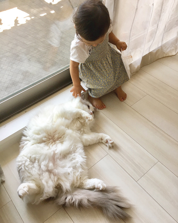 【いぬねこ うちのこ。】フガちゃん（1歳）と猫のムーム ／ムームママさん