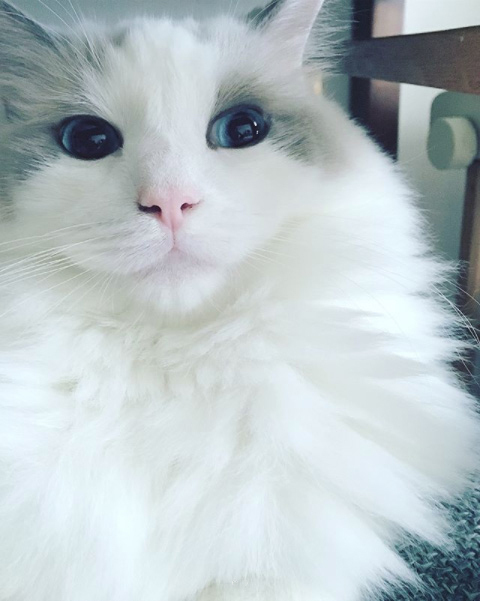 【いぬねこ うちのこ。】フガちゃん（1歳）と猫のムーム ／ムームママさん