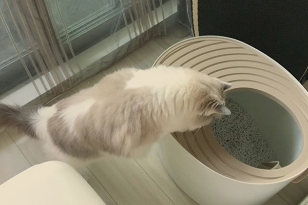 【いぬねこ うちのこ。】フガちゃん（1歳）と猫のムーム ／ムームママさん