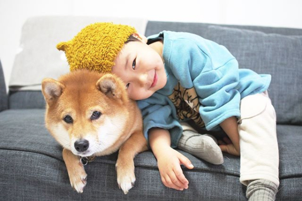 【いぬねこ うちのこ。】柴犬八朔と弟くん（3歳） ／八朔ママさん