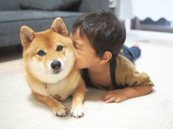 【いぬねこ うちのこ。】柴犬八朔と弟くん（3歳） ／八朔ママさん