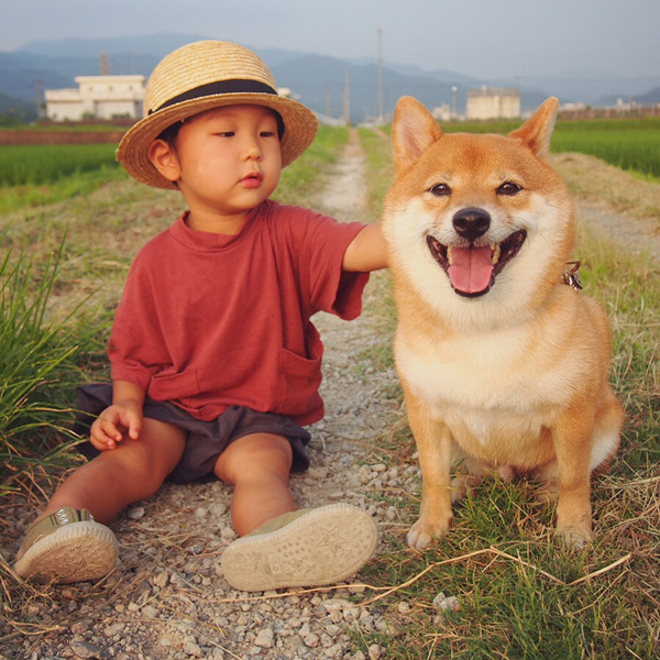 【いぬねこ うちのこ。】柴犬八朔と弟くん（3歳） ／八朔ママさん