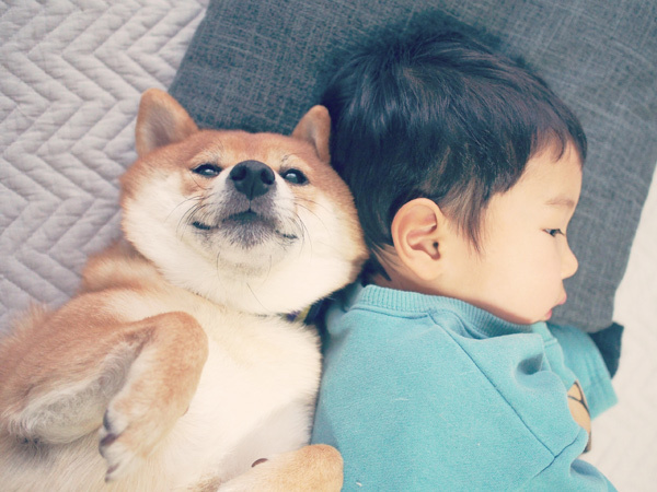 【いぬねこ うちのこ。】柴犬八朔と弟くん（3歳） ／八朔ママさん