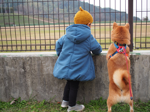 【いぬねこ うちのこ。】柴犬八朔と弟くん（3歳） ／八朔ママさん