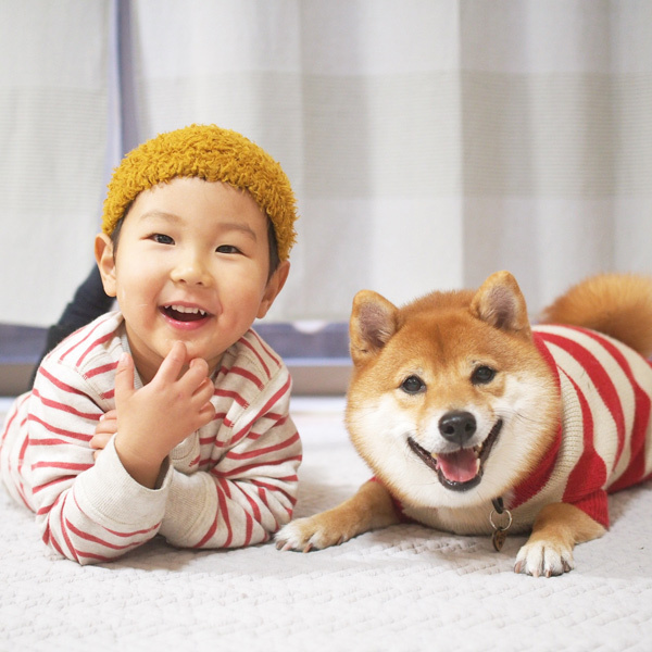 【いぬねこ うちのこ。】柴犬八朔と弟くん（3歳） ／八朔ママさん