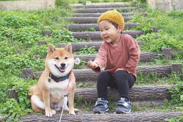【いぬねこ うちのこ。】柴犬八朔と弟くん（3歳） ／八朔ママさん