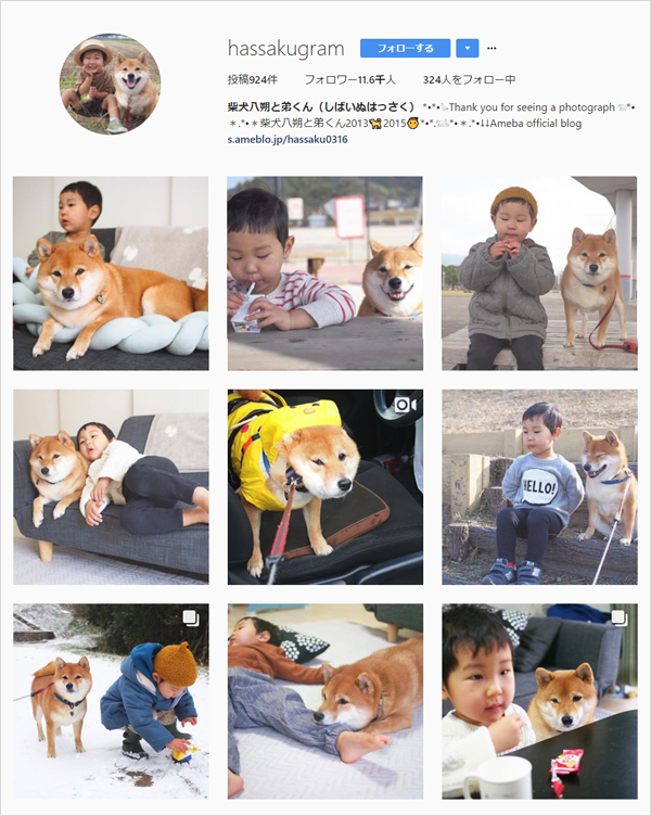 【いぬねこ うちのこ。】柴犬八朔と弟くん（3歳） ／八朔ママさん