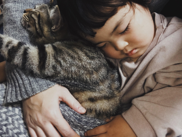 【いぬねこ うちのこ。】お餅くん（３歳）とトイプードルのぱぴこ＆あいす、キジトラのあんみつ／ao*さん