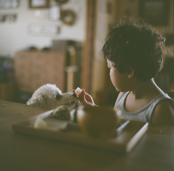 【いぬねこ うちのこ。】お餅くん（３歳）とトイプードルのぱぴこ＆あいす、キジトラのあんみつ／ao*さん