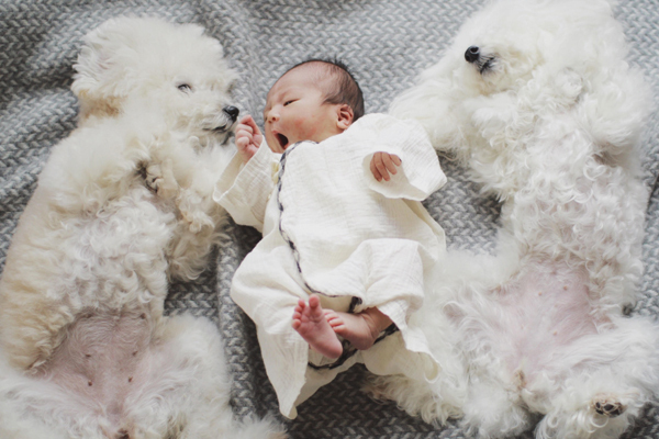 【いぬねこ うちのこ。】お餅くん（３歳）とトイプードルのぱぴこ＆あいす、キジトラのあんみつ／ao*さん