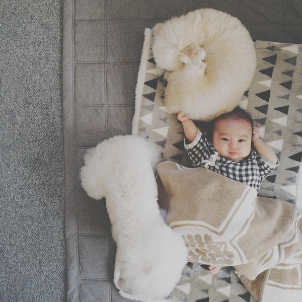 【いぬねこ うちのこ。】お餅くん（３歳）とトイプードルのぱぴこ＆あいす、キジトラのあんみつ／ao*さん