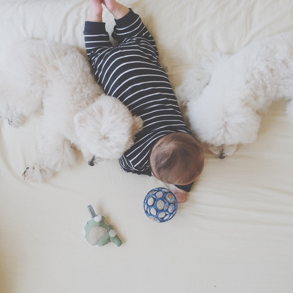 【いぬねこ うちのこ。】お餅くん（３歳）とトイプードルのぱぴこ＆あいす、キジトラのあんみつ／ao*さん