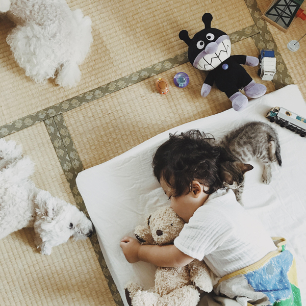 【いぬねこ うちのこ。】お餅くん（３歳）とトイプードルのぱぴこ＆あいす、キジトラのあんみつ／ao*さん