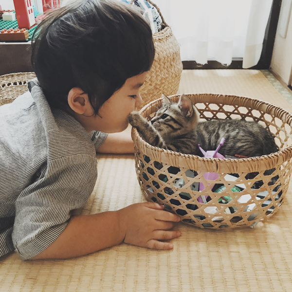 【いぬねこ うちのこ。】お餅くん（３歳）とトイプードルのぱぴこ＆あいす、キジトラのあんみつ／ao*さん