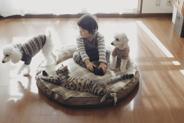 【いぬねこ うちのこ。】お餅くん（３歳）とトイプードルのぱぴこ＆あいす、キジトラのあんみつ／ao*さん
