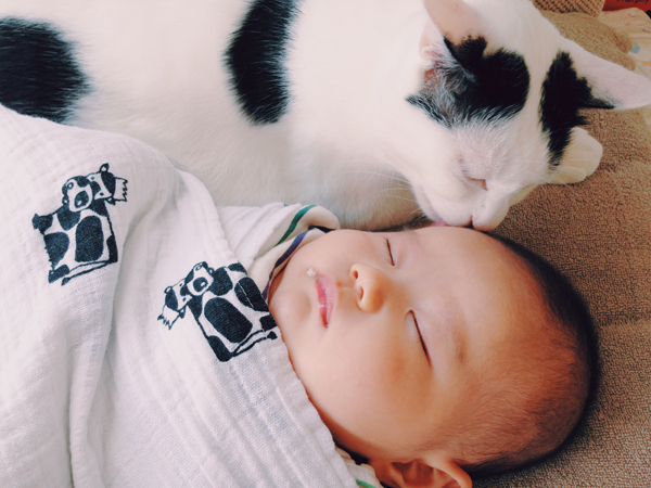 【いぬねこ うちのこ。】たいくん（3歳）と猫のザクロ／もりもとりえ さん