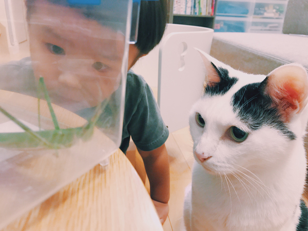 【いぬねこ うちのこ。】たいくん（3歳）と猫のザクロ／もりもとりえ さん