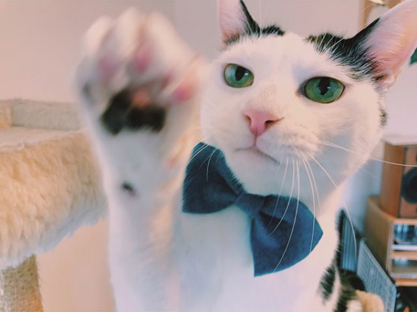 【いぬねこ うちのこ。】たいくん（3歳）と猫のザクロ／もりもとりえ さん