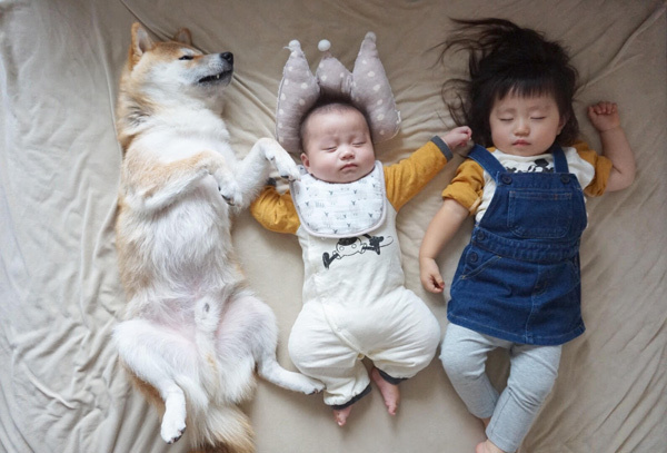 【いぬねこ うちのこ。】もあちゃん（2歳）かいくん（8カ月）と柴犬の銀次郎くん／つのだももか さん