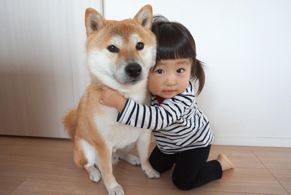 【いぬねこ うちのこ。】もあちゃん（2歳）かいくん（8カ月）と柴犬の銀次郎くん／つのだももか さん