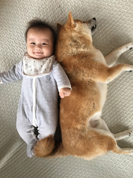 【いぬねこ うちのこ。】もあちゃん（2歳）かいくん（8カ月）と柴犬の銀次郎くん／つのだももか さん