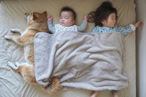 【いぬねこ うちのこ。】もあちゃん（2歳）かいくん（8カ月）と柴犬の銀次郎くん／つのだももか さん