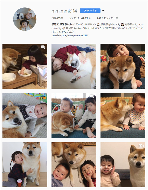 【いぬねこ うちのこ。】もあちゃん（2歳）かいくん（8カ月）と柴犬の銀次郎くん／つのだももか さん