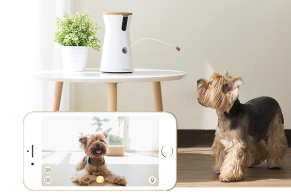 かけがえのない家族、うちのワン＆ニャンたちを「守る」アイテム 3選