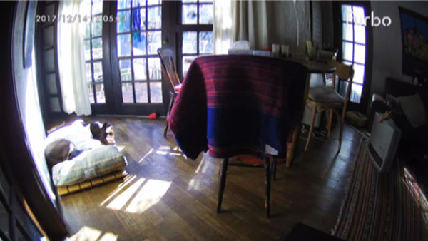 かけがえのない家族、うちのワン＆ニャンたちを「守る」アイテム 3選