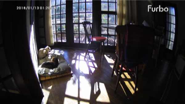 かけがえのない家族、うちのワン＆ニャンたちを「守る」アイテム 3選