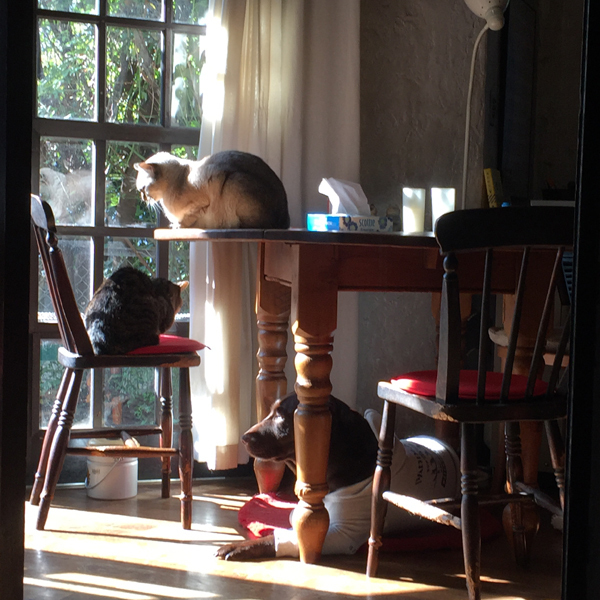 かけがえのない家族、うちのワン＆ニャンたちを「守る」アイテム 3選