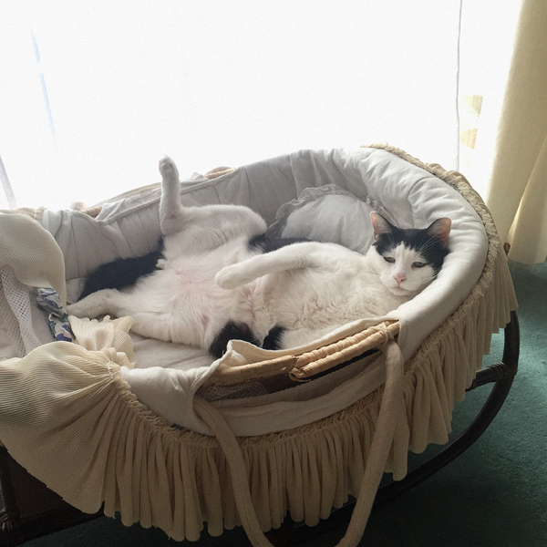 【いぬねこ うちのこ。】あーちゃん（11ヶ月）、パンチョとガバチョ／あゆみさん