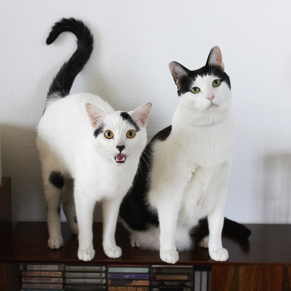 【いぬねこ うちのこ。】あーちゃん（11ヶ月）、パンチョとガバチョ／あゆみさん