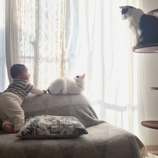 【いぬねこ うちのこ。】あーちゃん（11ヶ月）、パンチョとガバチョ／あゆみさん