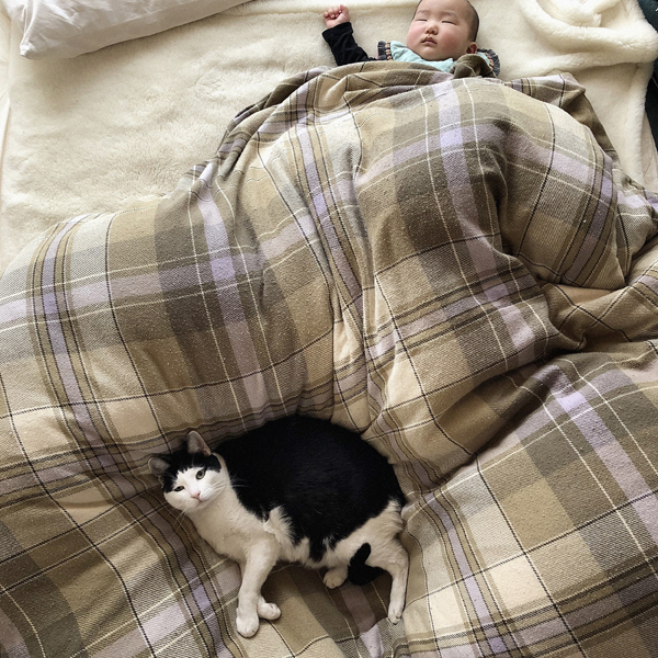 【いぬねこ うちのこ。】あーちゃん（11ヶ月）、パンチョとガバチョ／あゆみさん