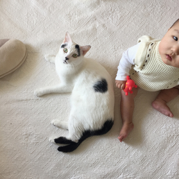 【いぬねこ うちのこ。】あーちゃん（11ヶ月）、パンチョとガバチョ／あゆみさん