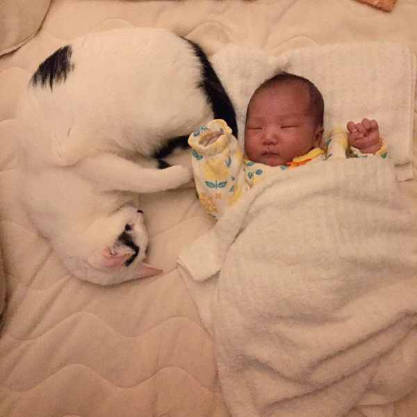 【いぬねこ うちのこ。】あーちゃん（11ヶ月）、パンチョとガバチョ／あゆみさん