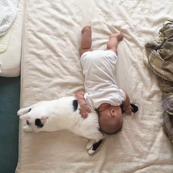 【いぬねこ うちのこ。】あーちゃん（11ヶ月）、パンチョとガバチョ／あゆみさん