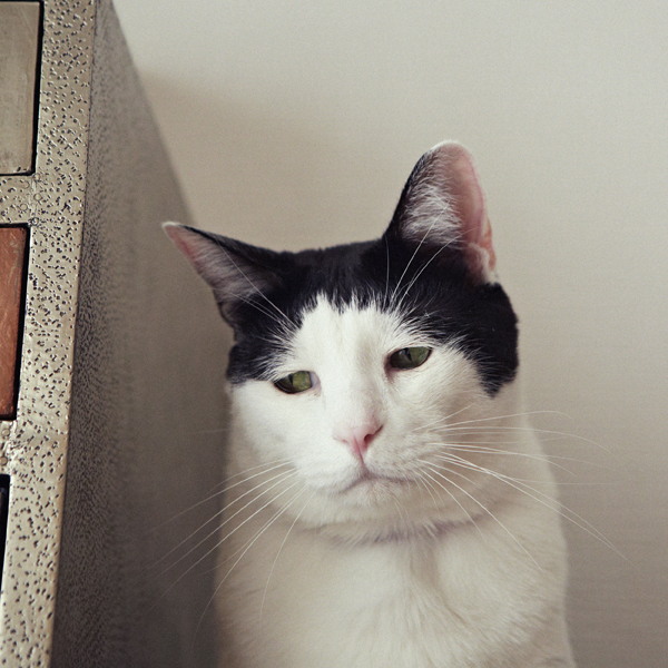 【いぬねこ うちのこ。】あーちゃん（11ヶ月）、パンチョとガバチョ／あゆみさん