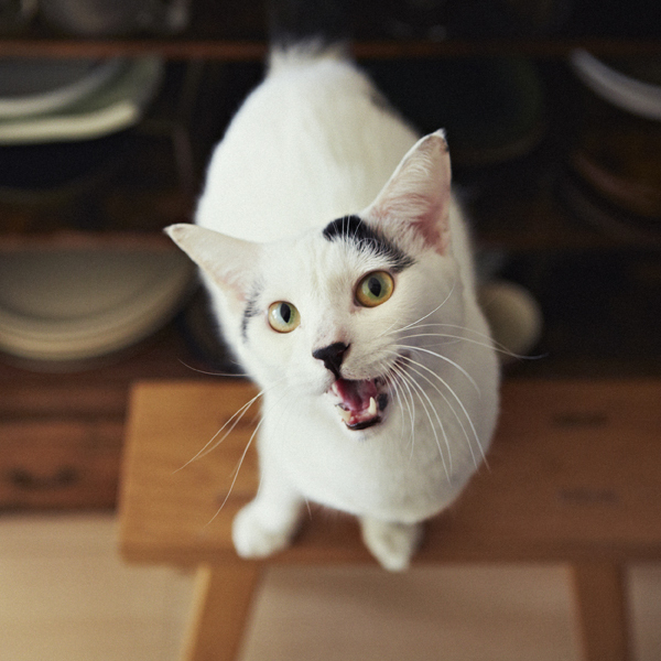 【いぬねこ うちのこ。】あーちゃん（11ヶ月）、パンチョとガバチョ／あゆみさん