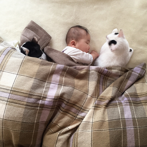 【いぬねこ うちのこ。】あーちゃん（11ヶ月）、パンチョとガバチョ／あゆみさん