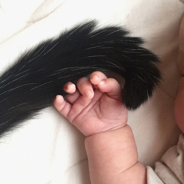 【いぬねこ うちのこ。】あーちゃん（11ヶ月）、パンチョとガバチョ／あゆみさん