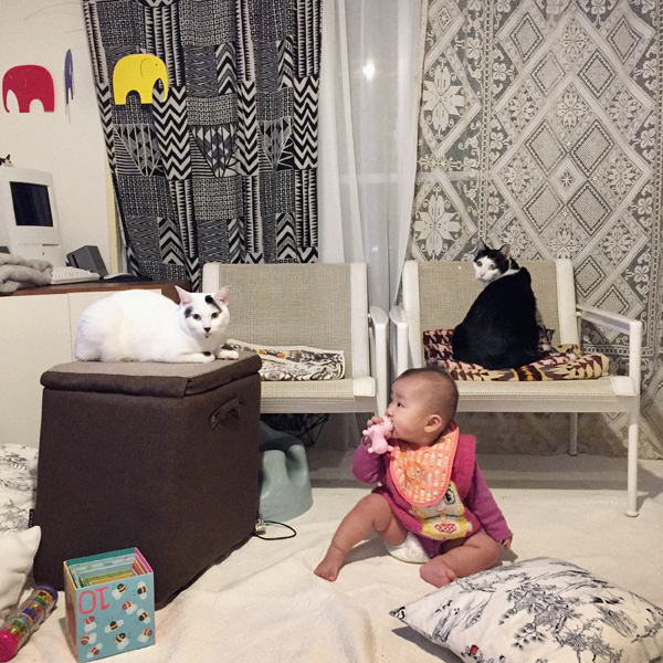 【いぬねこ うちのこ。】あーちゃん（11ヶ月）、パンチョとガバチョ／あゆみさん