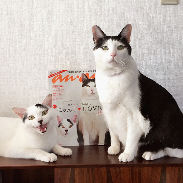 【いぬねこ うちのこ。】あーちゃん（11ヶ月）、パンチョとガバチョ／あゆみさん